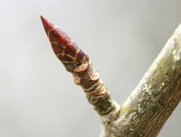 <p>Nein, es gibt sie nicht, die nicht zu lernende Pflanze – ja, es gibt Pflanzen, die oft verwechselt werden – ja, es gibt Pflanzennamen, die immer…</p>