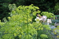 <p>Eine Blütenstaude, die die ganze Vegetationszeit über schönes Laub trägt und deren Blütenstand auch im abgeblühten Zustand bis in den Oktober…</p>