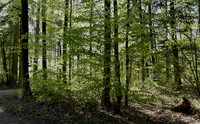 <p>Der Schweizer Wald leidet unter den Folgen des Klimawandels. Hitze, Trockenheit, Stürme und Schädlinge setzen ihm zu, regional gelten Bestände als…</p>
