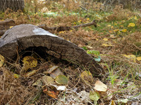 <p>Bei «Wildnis» an weite Wälder in Kanada zu denken, ist sicher nicht verkehrt. Es geht jedoch auch näher. Die Stiftung Natur &amp; Wirtschaft informiert…</p>