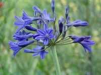 <p>Die Liebesblume, Schmuck- oder Afrikalilie wird seit dem späten 17. Jahrhundert in Europa kultiviert.</p>