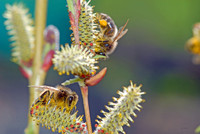 <p>Kaum eine Gehölzgattung ist so vielfältig wie Salix. Nebst den Wildarten gibt es ungezählte Kulturformen, die über die Jahrhunderte für bestimmte…</p>