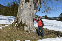 <p>Uraltbäume spielen für den Artenschutz eine grosse Rolle und erhöhen die Stabilität des Waldes. Dies hat die Waadtländer Gemeinde Baulmes früh er-…</p>