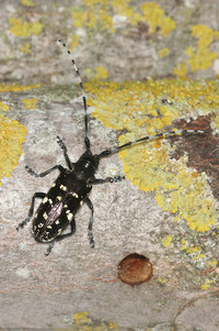 <p>Zahlreiche Schaderreger an Rindenpartien von Gehölzen lassen sich in den laublosen Wintermonaten besonders einfach erkennen.</p>