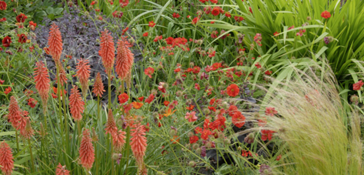 In warmen Rottönen leuchten