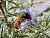 <p>Wildbienen gehören zu den wichtigsten Bestäubern, doch rund die Hälfte der Arten ist bedroht. Das Schweizer Unternehmen Wildbiene + Partner macht zum…</p>