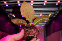 <p>André Boereboom ist ein Visionär. Als Spezialist für die Bewurzelung von Gehölz- stecklingen im niederländischen Eindhoven setzt er als Erster der…</p>