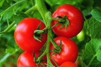 <p>Der Eigenanbau von Gemüse liegt voll im Trend, nicht nur in der Schweiz. Mit «Grow your own» werben auch englische Gartencenter. Selbstgezogene…</p>