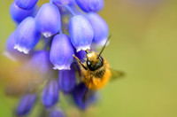 <p>In Gärten, Parks und anderen Grünflächen der Stadt Zürich findet ein Viertel aller Wildbienen-Arten der Schweiz einen Lebensraum, wiesen Forschende&nbsp;…</p>