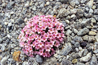 <p>Durch den Gletscherrückzug entstehen junge, ungestörte Lebensräume mit grossem Entwicklungspotenzial, wie sie in der Schweiz selten sind. Ihre…</p>