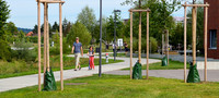 Effiziente Bewässerung von Jungbäumen <p>Anhaltende Trockenheit macht Stadtbäumen, insbesondere den jungen Strassenbäumen, zu schaffen. Die Stadtgärtnerei Winterthur testete letzten Sommer an…</p>
