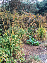 <p>Herbstzeit ist Gräserzeit: Hohe Horste und Halme leuchten derzeit aus den gemischten Stauden- und Gehölzpflanzungen hervor. Ein Garten ohne Gräser?…</p>