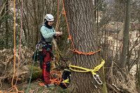 <p>Barbara Willi pflegt seit 15 Jahren Bäume. Dabei versucht sie, nicht nur ihren Auftraggebern, sondern auch den hölzernen </p><p>Gewächsen gerecht zu…</p>