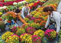 <p>Der Zentralverband Gartenbau (ZVG) warb am Weltfrauentag, dem 8. März, für einen höheren Frauenanteil in den gärtnerischen Berufen. </p>
