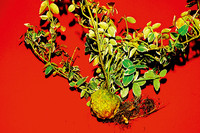 <p>Das Echte Pfaffenhütchen (Euonymus europaeus) ist anspruchslos und kann selbst für höhere Hecken verwendet werden. Bei Euonymus fortunei gibt es…</p>