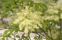 <p>Ihren Namen verdankt die Blumen-Esche ihren ausserordentlich schönen Blüten­rispen. Sie wird auch Manna-Esche genannt – der austretende Saft nach dem…</p>