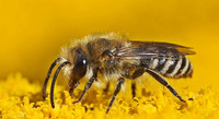 <p>Die vom Verein «Bee-Finder» entwickelte gleichnamige Web-App dient als Werkzeug zur Förderung einheimischer Wildbienen. Sie soll Privaten,…</p>