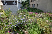 <p>Die Stiftung Natur &amp; Wirtschaft führte im Auftrag des Bundesamtes für Umwelt (Bafu) eine Erhebung zur Nachfrage nach naturnahen Umgebungsgestaltungen…</p>