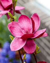 <p>Magnolien zählen zu den schönsten Ziergehölzen. Als attraktive Frühjahrsblüher sind sie weitverbreitet. Immer wieder kommen neue und besondere…</p>