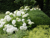 <p>Die auf den klangvollen Mädchennamen ‘Annabelle’  getaufte Sorte der Hydrangea arborescens zählt seit vielen Jahren zu den beliebtesten…</p>