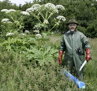 <p>Der eingeschleppte Riesen-Bärenklau (Heracleum mantegazzianum), ursprünglich im Kaukasus beheimatet, breitet sich nicht nur in der Schweiz, sondern…</p>