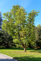 Hovenia dulcis  – Rosinenbaum
