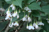 <p>Styrax und Pterostyrax sind edle Blütengehölze, die bei uns leider kaum Verwendung finden. Geschützte Standorte vorausgesetzt, sind es jedoch…</p>