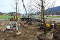 <p>Von der Freiland Baumschule Rüti in Littau verpflanzte das Gartenunternehmen Hodel &amp; Partner am letzten Montag, 8. Februar 2106 acht Urweltmammutbäume…</p>