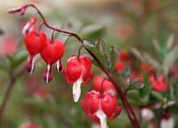 <p>Zur Pflanze des heutigen Tages küren wir die Sorte ‘Valentine’ des Tränenden Herzens (Lamprocapnos spectabilis).</p>