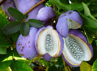 Die Schale der Akebia-Früchte