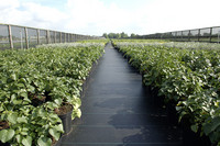 <p>Plant Publicity Holland (PPH) ist die Werbe- und Marketingorganisation zur Absatzförderung der niederländischen Baumschulproduktion. Sie organisiert…</p>