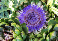 <p>Die Farbe ist ein wichtiger Aspekt der Gartengestaltung. Die intensive Blütenfarbe Blau tragen etwa Salbei, Rittersporn oder Lavendel. Blau steht…</p>
