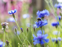 <p>Wer sich für alte Tomatensorten, besonders schmackhafte Erdbeeren oder spezielle Rosengewächse interessiert, sollte sich den Samstag, 13. Mai 2023, im…</p>