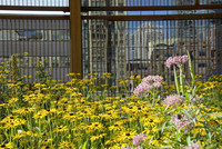 <p>Das 2009 für die Stadt ­Toronto erlassene Gesetz für Dachbegrünung zeigt Wirkung, zahlreiche Dächer werden begrünt. Der Garten auf dem Dach des…</p>