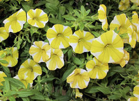 <p>Noch vor einigen Jahren ein «No-go», finden heute zweifarbig blühende Beet- und Balkonpflanzen immer mehr Anklang. Das zeigte sich auch an der öga,…</p>