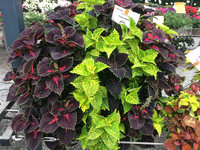 <p>Eine Blattschmuckpflanze, die in den 1980er-Jahren als Zimmerpflanze bekannt war, feiert jetzt ihre Renaissance auf Balkon und Terrasse: der Coleus.</p>