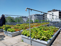 <p>Die Schweizer Buchen leiden unter den Folgen des Klimawandels. Ein Forschungsprojekt der Universität Zürich geht diesem Phänomen auf die Spur.…</p>