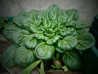 <p>Asiatische Blattgemüse sind im Kommen. Sie bringen Pfiff auf den herbstlichen Salatteller und sorgen für Überraschungen im Menü. Im Verlauf des…</p>