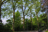 Mit Grün gegen heisse Luft <p>Trockenere und heissere Sommer, längere Vegetationsperioden – der Baumbestand in der Schweiz muss sich anpassen. Der Klimawandel sorgt dafür, dass…</p>