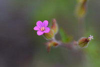 <p>Der Name Geranium ist umgangssprachlich in den Gärten ganz besonders den Pelargonien vorbehalten. Um diese primär afrikanische Gattung, mit der wir…</p>