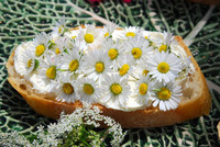 <p>Nach und nach verschwindet ein Taglilienblatt zwischen den Lippen, entfaltet eine orangerote Kapuzinerkresseblüte ihren </p><p>Geschmack auf der Zunge,…</p>