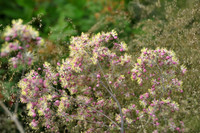 <p>Die Gattung Thalictrum, Wiesenraute, spielt im Gartenbau keine wichtige Rolle. Sie gehört zur Familie der Hahnenfussgewächse und soll über 300 Arten…</p>
