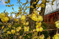 <p>Aus der Familie der Gewürzsträucher stammt die Gattung Chimonanthus mit ihren insgesamt sechs Arten. Der botanische Name aus dem Griechischen bedeutet…</p>