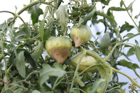 <p>Zum Internationalen Tag der Pflanzengesundheit am 12. Mai startet die europäische Kampagne «Plant Health for Life» in eine neue Phase. Auch die…</p>