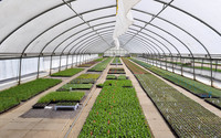 <p>Ob Übertunnelungen zur Verfrühung, Wandertunnel für Obst und Gemüse oder feste Venlo-Konstruktionen: Folienhäuser haben sich im Gartenbau durchgesetzt…</p>