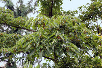 <p>Die Orangenkirsche (Idesia polycarpa) ist die einzige Pflanzenart der monotypischen Gattung Idesia aus der Familie der Weidengewächse (Salicaceae).…</p>