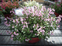 <p>Der Neustart nach zweijähriger Corona-Pause war ein Grosserfolg. Sehr zahlreich reisten die Fachinteressierten an die drei Cluster­standorte der…</p>