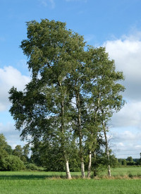 <p>Die Dr. Silvius Wodarz Stiftung hat eine typische Art der Moore zum Baum des Jahres 2023 ernannt. Die Moor-Birke (Betula pubescens) ist mir ihrer…</p>