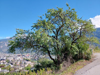 <p>Der Hochstammfeldobst-Anbau mit Kirschen in der Schweiz steht zunehmend unter Druck. Steigende Kosten, sinkende Einnahmen und Schädlinge machen den…</p>