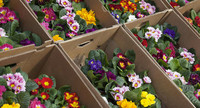 <p>Aufgrund der angespannten Lage auf dem Rohstoff- und dem Energiemarkt sowie im Transportwesen rechnet der Industrieverband Garten (IVG) e. V. mit…</p>